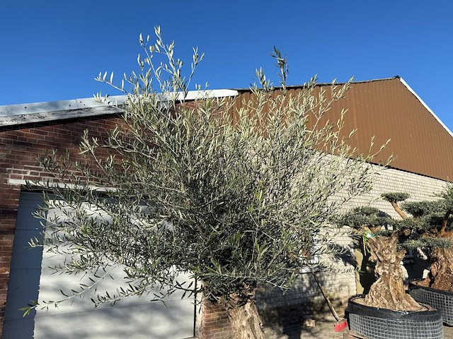 Olijfboom bonsai - olea europaea - 50 jaar oud - hoogte ca. 250 cm - afbeelding 7 van  7