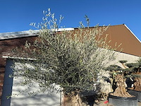 Olijfboom bonsai - olea europaea - 50 jaar oud - hoogte ca. 250 cm - afbeelding 7 van  7