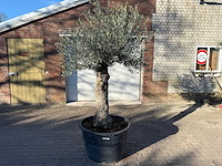 Olijfboom bonsai - olea europaea - 50 jaar oud - hoogte ca. 250 cm - afbeelding 1 van  9