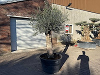 Olijfboom bonsai - olea europaea - 50 jaar oud - hoogte ca. 250 cm - afbeelding 2 van  9