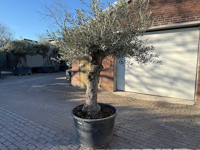 Olijfboom bonsai - olea europaea - 50 jaar oud - hoogte ca. 250 cm - afbeelding 3 van  9