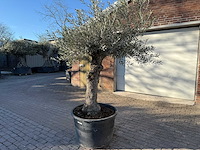 Olijfboom bonsai - olea europaea - 50 jaar oud - hoogte ca. 250 cm - afbeelding 3 van  9