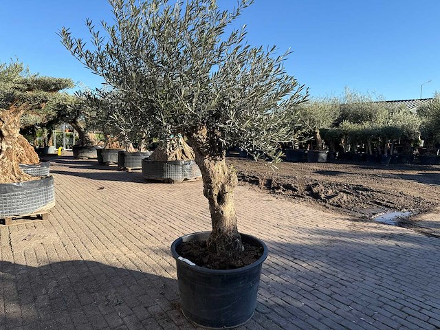 Olijfboom bonsai - olea europaea - 50 jaar oud - hoogte ca. 250 cm - afbeelding 4 van  9