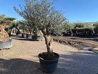 Olijfboom bonsai - olea europaea - 50 jaar oud - hoogte ca. 250 cm - afbeelding 4 van  9