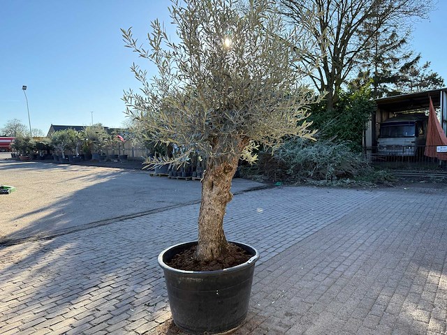 Olijfboom bonsai - olea europaea - 50 jaar oud - hoogte ca. 250 cm - afbeelding 5 van  9