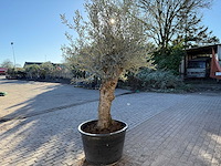 Olijfboom bonsai - olea europaea - 50 jaar oud - hoogte ca. 250 cm - afbeelding 5 van  9