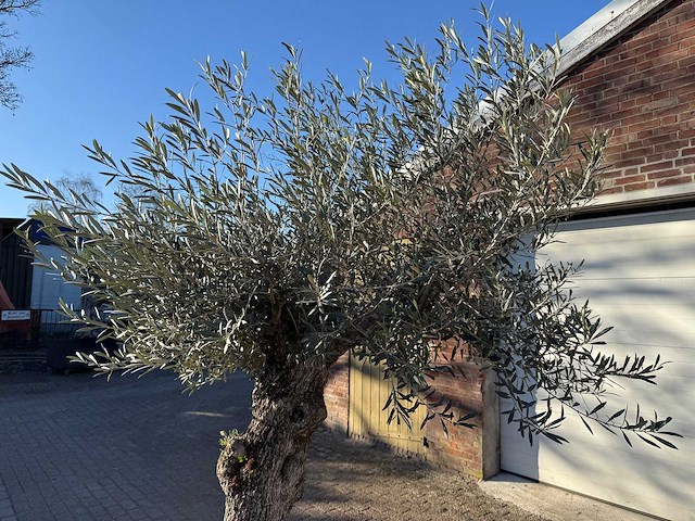 Olijfboom bonsai - olea europaea - 50 jaar oud - hoogte ca. 250 cm - afbeelding 6 van  9