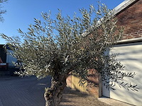 Olijfboom bonsai - olea europaea - 50 jaar oud - hoogte ca. 250 cm - afbeelding 6 van  9