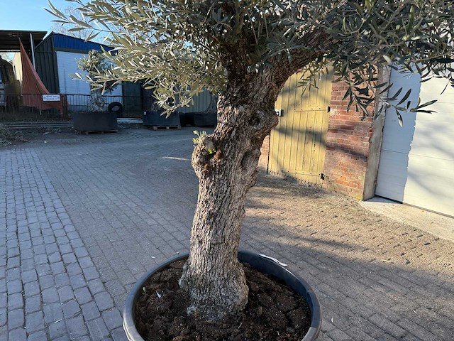 Olijfboom bonsai - olea europaea - 50 jaar oud - hoogte ca. 250 cm - afbeelding 7 van  9