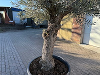 Olijfboom bonsai - olea europaea - 50 jaar oud - hoogte ca. 250 cm - afbeelding 7 van  9