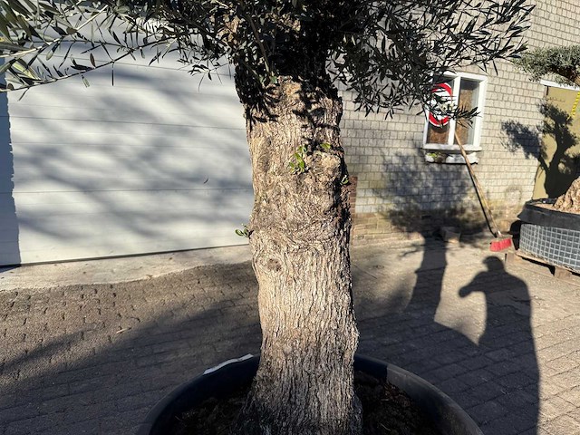 Olijfboom bonsai - olea europaea - 50 jaar oud - hoogte ca. 250 cm - afbeelding 8 van  9