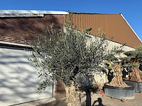 Olijfboom bonsai - olea europaea - 50 jaar oud - hoogte ca. 250 cm - afbeelding 9 van  9