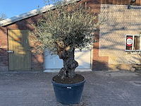 Olijfboom bonsai - olea europaea - 50 jaar oud - hoogte ca. 250 cm - afbeelding 1 van  4
