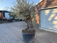 Olijfboom bonsai - olea europaea - 50 jaar oud - hoogte ca. 250 cm - afbeelding 2 van  4