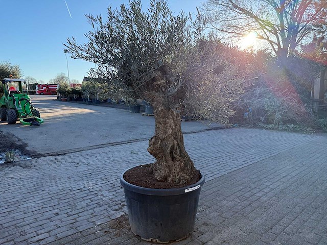 Olijfboom bonsai - olea europaea - 50 jaar oud - hoogte ca. 250 cm - afbeelding 3 van  4
