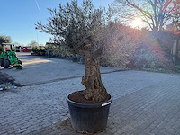 Olijfboom bonsai - olea europaea - 50 jaar oud - hoogte ca. 250 cm - afbeelding 3 van  4