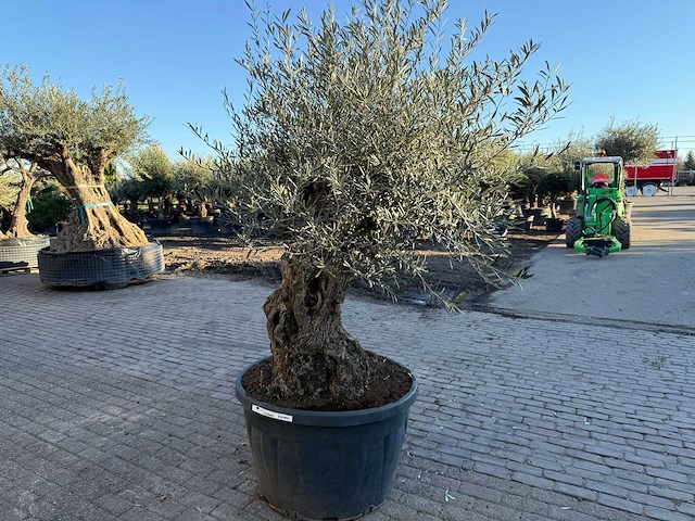 Olijfboom bonsai - olea europaea - 50 jaar oud - hoogte ca. 250 cm - afbeelding 4 van  4