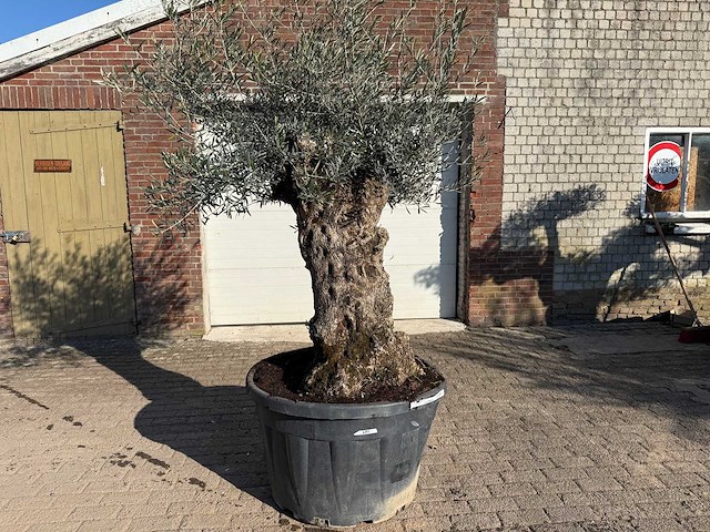 Olijfboom bonsai - olea europaea - 50 jaar oud - hoogte ca. 250 cm - afbeelding 1 van  9