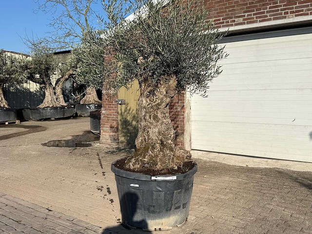 Olijfboom bonsai - olea europaea - 50 jaar oud - hoogte ca. 250 cm - afbeelding 2 van  9