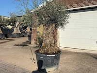 Olijfboom bonsai - olea europaea - 50 jaar oud - hoogte ca. 250 cm - afbeelding 2 van  9