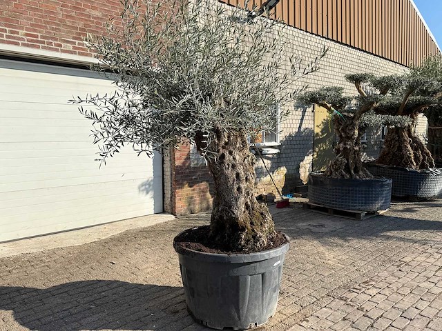 Olijfboom bonsai - olea europaea - 50 jaar oud - hoogte ca. 250 cm - afbeelding 3 van  9