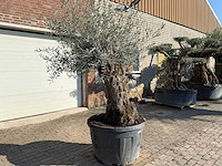 Olijfboom bonsai - olea europaea - 50 jaar oud - hoogte ca. 250 cm - afbeelding 3 van  9