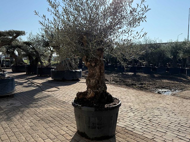 Olijfboom bonsai - olea europaea - 50 jaar oud - hoogte ca. 250 cm - afbeelding 4 van  9