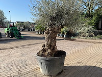 Olijfboom bonsai - olea europaea - 50 jaar oud - hoogte ca. 250 cm - afbeelding 5 van  9