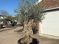 Olijfboom bonsai - olea europaea - 50 jaar oud - hoogte ca. 250 cm - afbeelding 6 van  9