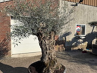 Olijfboom bonsai - olea europaea - 50 jaar oud - hoogte ca. 250 cm - afbeelding 7 van  9