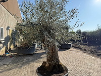 Olijfboom bonsai - olea europaea - 50 jaar oud - hoogte ca. 250 cm - afbeelding 8 van  9