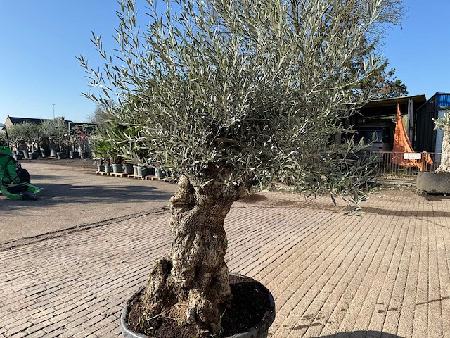 Olijfboom bonsai - olea europaea - 50 jaar oud - hoogte ca. 250 cm - afbeelding 9 van  9