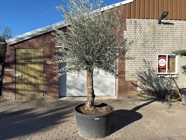 Olijfboom bonsai - olea europaea - 50 jaar oud - hoogte ca. 280 cm - afbeelding 1 van  4
