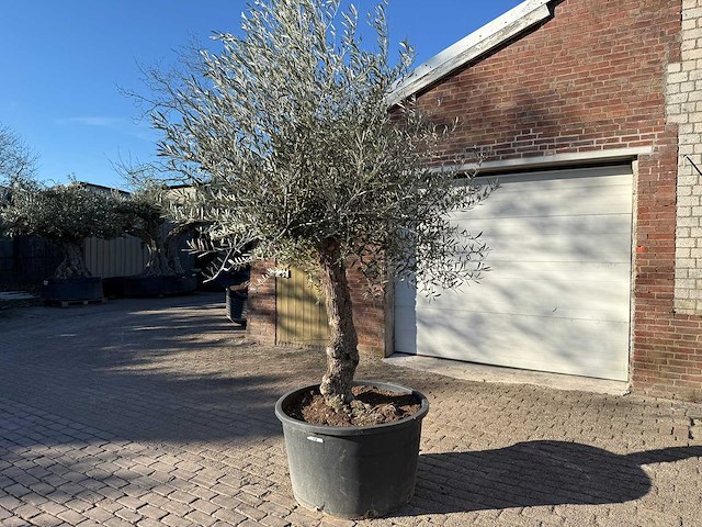 Olijfboom bonsai - olea europaea - 50 jaar oud - hoogte ca. 280 cm - afbeelding 2 van  4