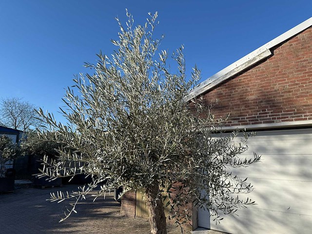 Olijfboom bonsai - olea europaea - 50 jaar oud - hoogte ca. 280 cm - afbeelding 3 van  4