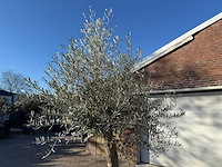 Olijfboom bonsai - olea europaea - 50 jaar oud - hoogte ca. 280 cm - afbeelding 3 van  4
