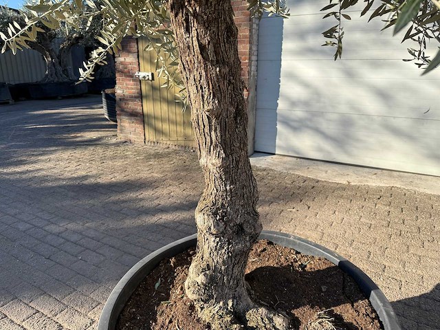 Olijfboom bonsai - olea europaea - 50 jaar oud - hoogte ca. 280 cm - afbeelding 4 van  4