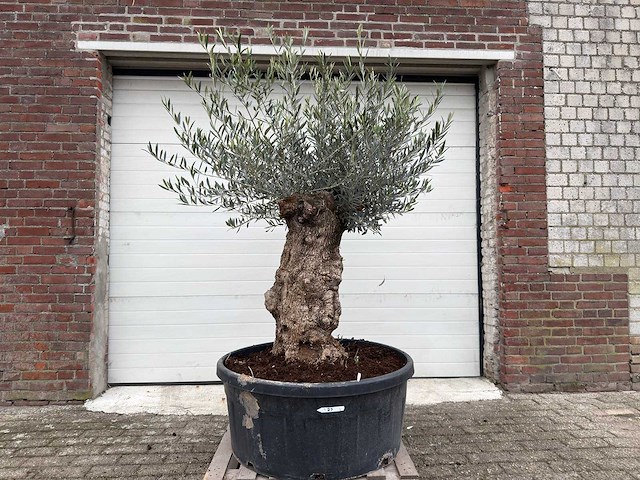 Olijfboom bonsai - olea europaea - 75 jaar oud - hoogte ca. 220 cm - afbeelding 1 van  6