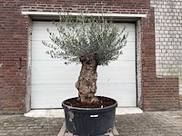 Olijfboom bonsai - olea europaea - 75 jaar oud - hoogte ca. 220 cm