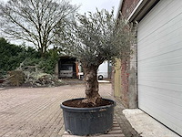 Olijfboom bonsai - olea europaea - 75 jaar oud - hoogte ca. 220 cm - afbeelding 5 van  6