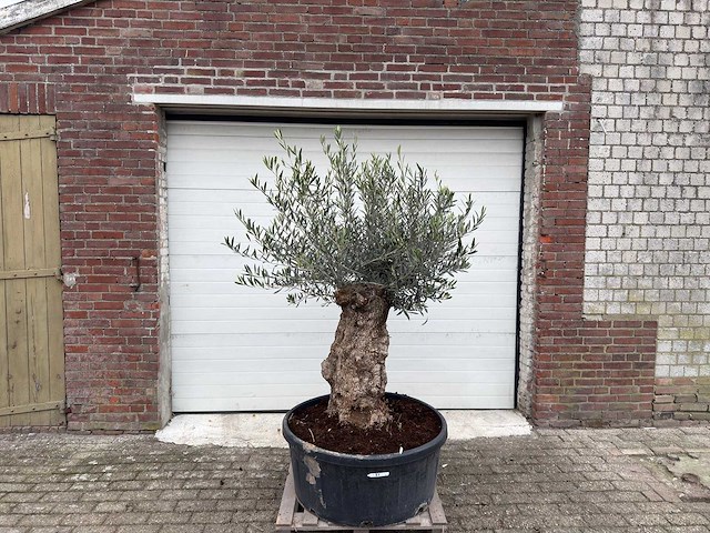 Olijfboom bonsai - olea europaea - 75 jaar oud - hoogte ca. 220 cm - afbeelding 2 van  6