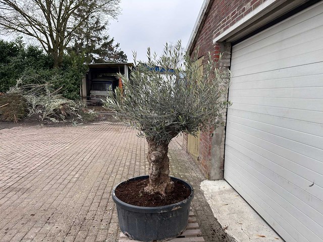 Olijfboom bonsai - olea europaea - 75 jaar oud - hoogte ca. 220 cm - afbeelding 3 van  6