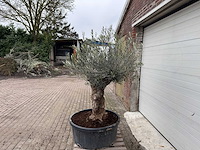 Olijfboom bonsai - olea europaea - 75 jaar oud - hoogte ca. 220 cm - afbeelding 3 van  6