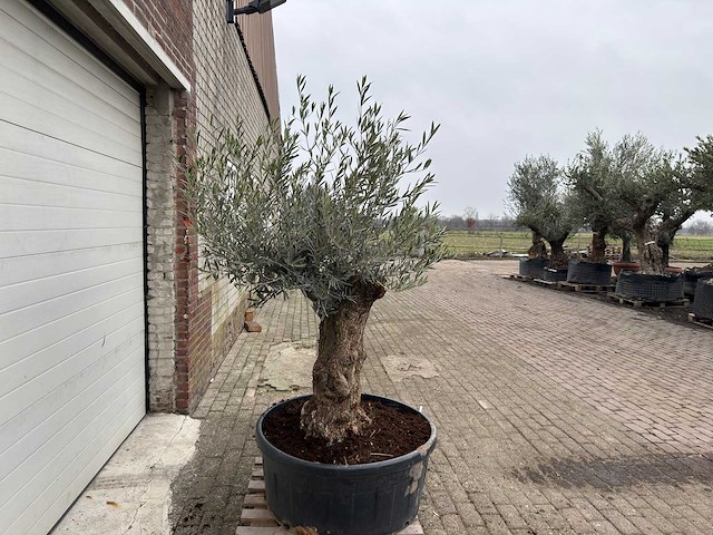 Olijfboom bonsai - olea europaea - 75 jaar oud - hoogte ca. 220 cm - afbeelding 4 van  6