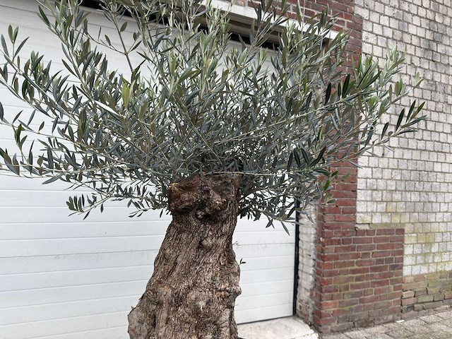 Olijfboom bonsai - olea europaea - 75 jaar oud - hoogte ca. 220 cm - afbeelding 6 van  6
