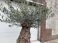 Olijfboom bonsai - olea europaea - 75 jaar oud - hoogte ca. 220 cm - afbeelding 6 van  6
