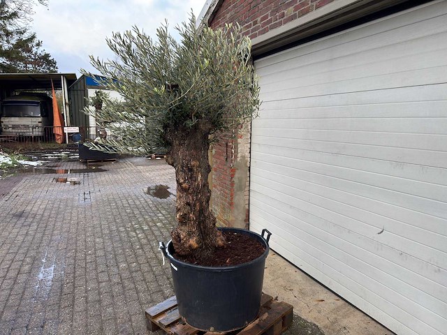 Olijfboom bonsai - olea europaea - 75 jaar oud - hoogte ca. 220 cm - afbeelding 1 van  6