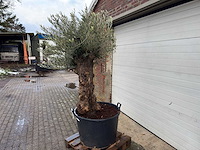 Olijfboom bonsai - olea europaea - 75 jaar oud - hoogte ca. 220 cm - afbeelding 1 van  6