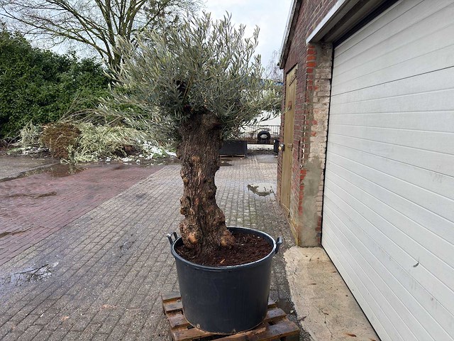 Olijfboom bonsai - olea europaea - 75 jaar oud - hoogte ca. 220 cm - afbeelding 2 van  6