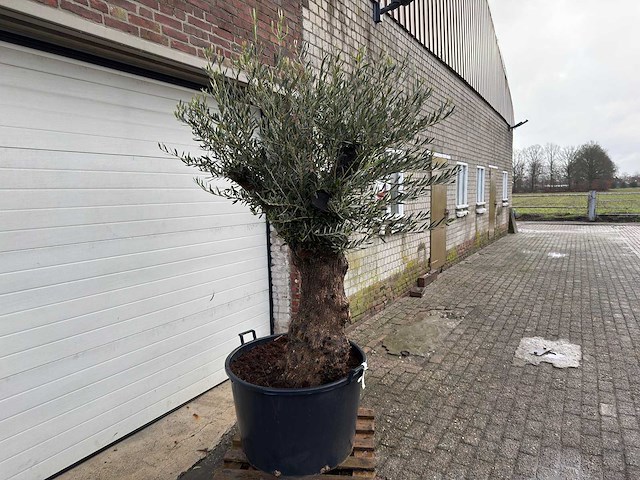 Olijfboom bonsai - olea europaea - 75 jaar oud - hoogte ca. 220 cm - afbeelding 3 van  6